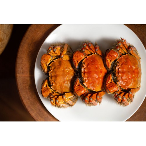 陽澄湖大閘蟹(母蟹)